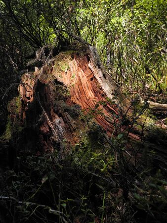 Photo of red tree stump in the forest. Sunny green plants and orange beautiful texture of broken wood. Soft light emphasizes the volume and texture.の写真素材