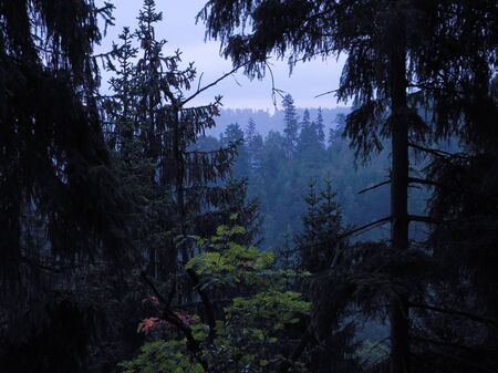 Photography of sullen frowning overcast forest. Silhouettes of tree crowns on the evening sky background. Cool violet tone picture with enigmatic sad atmosphere. A light gap between dark trees.の写真素材