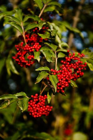 Close up photo of bright vivid red colored berries on branches. Rowan-tree fruitage in summer. Large bunches full of berries. For botanical books and magazines about health, nature and country houses.の写真素材