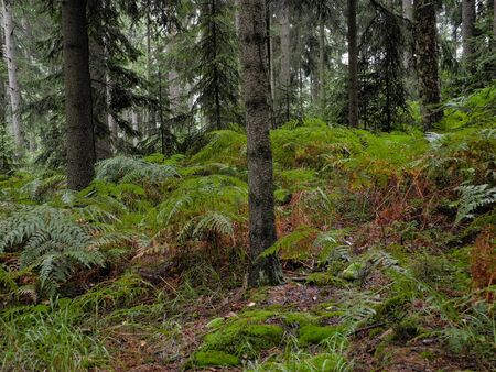 Beautiful place of untouched nature in Adrspach rocky ecology reserve in Czech Republic. Wet shiny forest full of green plants and trees.の写真素材