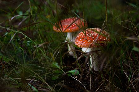 Two wild mushrooms (Amanita) and green grass in wet soil in the forest. High quality macro photography for botanical books and magazines about health, nature and country houses.の写真素材