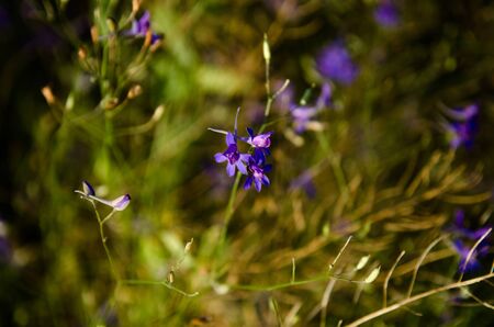 Colorful sunny weather photography of wildflowers in summer field. Beautiful violet bellflowers stands out in bright green fresh grass. Middsummer noon warm light tones. Herbs for health and beauty.の写真素材