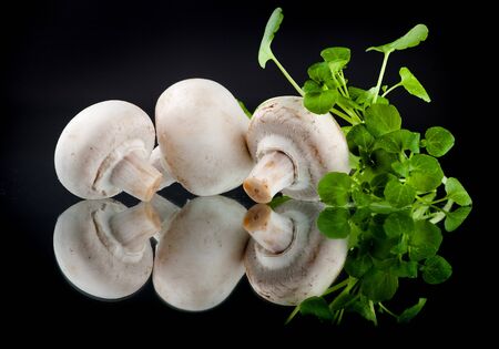 Mushrooms on a black background with herbsの写真素材