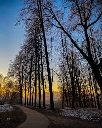 Beautiful winter forest in the sunset. Some real snow and absolutely blue sky at sunsetの写真素材