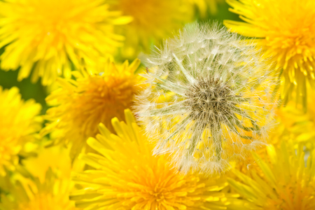 dandelion flowers in different stagesの写真素材