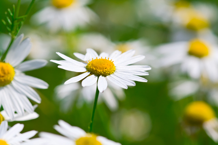 many camomile flowers with one close up in focusの写真素材