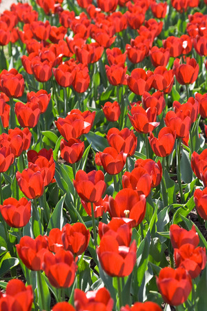 huge field of red tulipsの写真素材