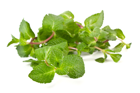 fresh green mint leavesの写真素材