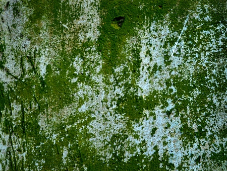 An old plaster on the wall.の写真素材