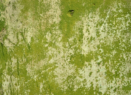 An old plaster on the wall.の写真素材