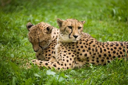 Two leopards rest on a grassの写真素材
