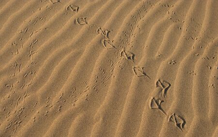 tracks on the sandの写真素材