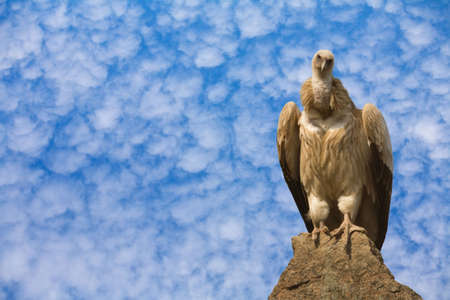 Detailed photo of vulture sitting on a rockの写真素材