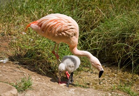 Pink flamingo: mother and birdの写真素材