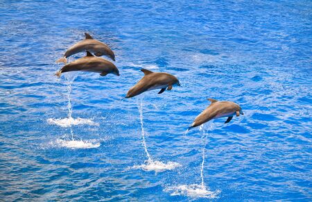 Happy dolphins jumping out of the waterの写真素材