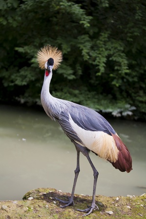 Grey crowned crane - birds in ZOOの写真素材