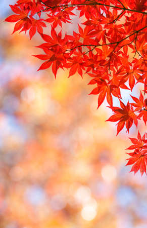 Autumnal maple leaves in blurred background, red foliage