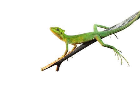 Green lizard on a branch isolated on white backgroundの写真素材