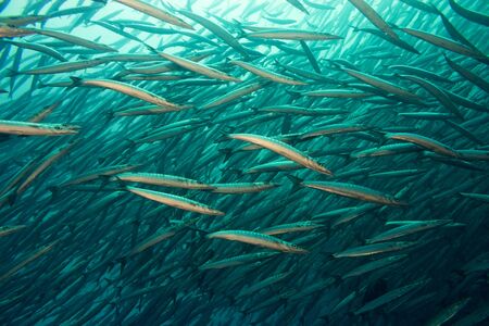 Flight of barracuda in blue water near galapagosの写真素材