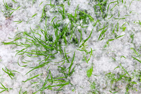 Green grass covered with poplar downの写真素材