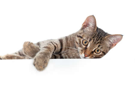 Grey cat lying on white background