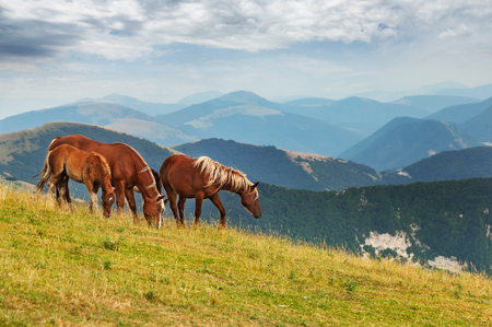 Brown horses on mountain landscape.の写真素材