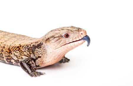 Eastern Blue-tongued Skink isolated on white background.の写真素材