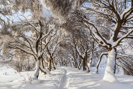 Path in the winter forest in Moscow Parkの写真素材