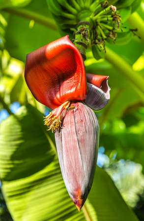 Banana Tree With Banana Blossomの写真素材
