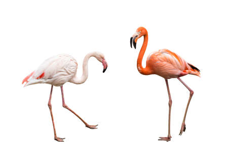Two pink flamingos isolated on white backgroundの写真素材