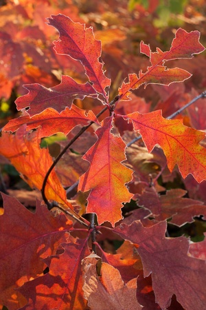 Red leaves young oaks in the autumn  sunlightの写真素材