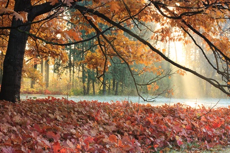 The sun's rays in the autumn meadowの写真素材