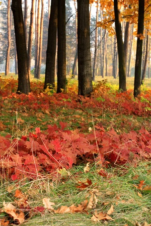 Soft sunlight in autumn forestの写真素材