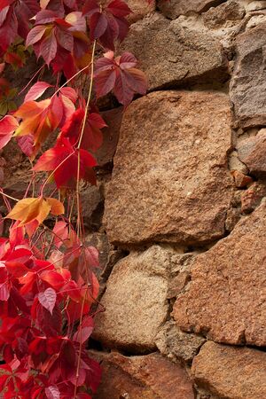 ancient stone wall covered in red ivy