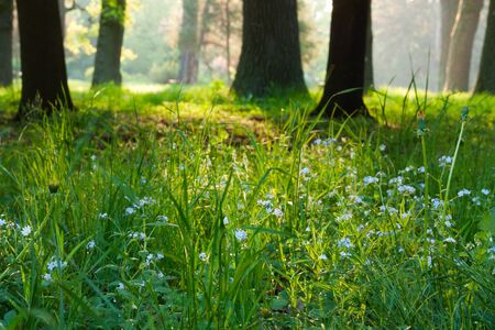 Spring in the old parkの写真素材