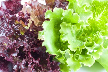 The leaves of red and green lettuce. Healthy foodの写真素材