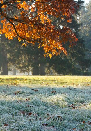 Branch of oak and grass covered with frost. Autumn Landscape.の写真素材