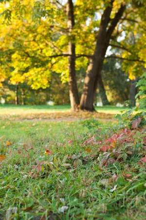 Nature in the early fall - the first steps of autumn, landscapeの写真素材