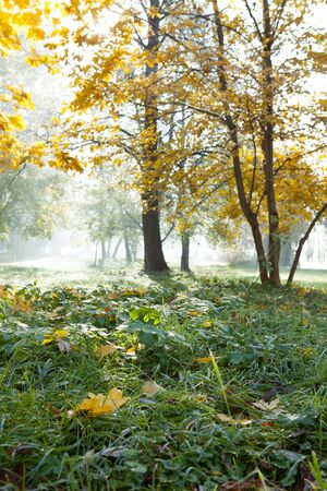 Autumn landscape with yellow leaves and green grass, natureの写真素材