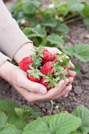 Man's hands show a ripe strawberry closeupの写真素材