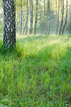 Bright spring morning in a birch forest, natureの写真素材