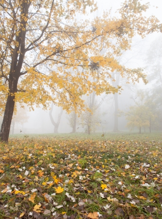 Late autumn in the old park, landscapeの写真素材