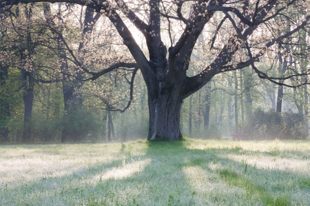 old oak tree in the early spring sunshine, natureの写真素材