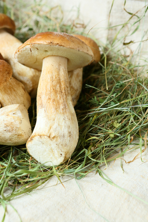 pile of fresh porcini mushrooms, cepe, foodの写真素材