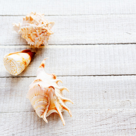 different seashells on white boards, food closeup