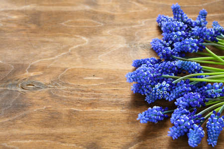 blue muscari on wooden surface, flowersの写真素材