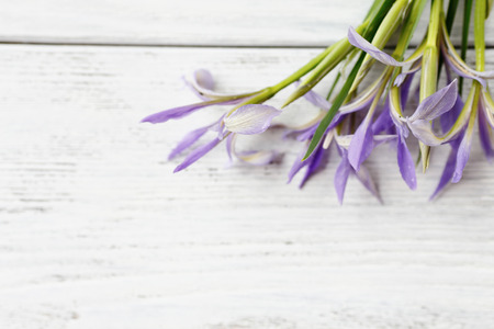 Fresh flowers on a white board, irises, side viewの写真素材