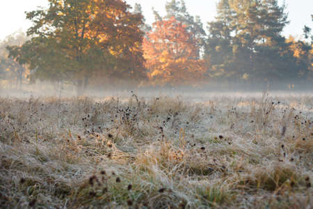 Autumn fields in hoarfrost, forestの写真素材