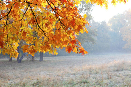 Autumn oak branches and rime forest, forestの写真素材