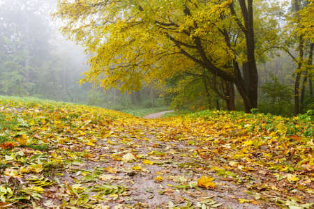 Autumn landscape morning at the park, nature